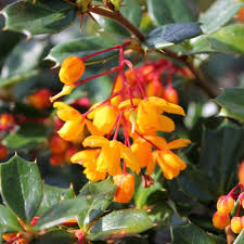 Image result for Berberis darwinii
