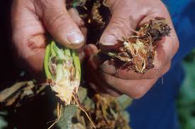disease of clarkia plant à®•à¯à®•à®¾à®© à®ªà®Ÿ à®®à¯à®Ÿà®¿à®µà¯