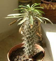 The cactus with leaves are high in quality and constructed from materials like plastic and other synthetic fibers. Pachypodium Lamerei