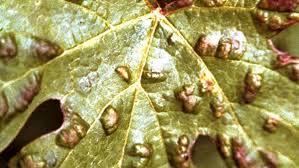 Image result for Calepitrimerus vitis