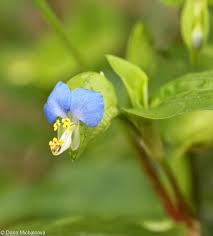 Image result for Commelina congesta