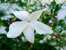 Image result for Jasminum grandiflorum