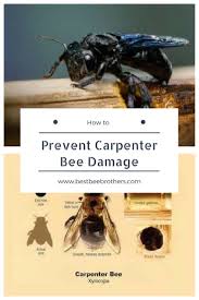 When It Comes To Carpenter Bees Taking Preventative Action Can Mean The Difference Between A Great Summer Or A Disastrous H Carpenter Bee Bee Wood Boring Bees