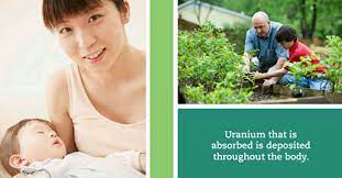 Uranium's main target is the kidneys. Uranium Toxzine Atsdr