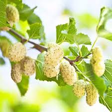 Maybe you would like to learn more about one of these? Buy Mulberry Fruit Tree Seeds 100pcs Delicious Sweet Tasty Organic Fruit Bearing Black Mulberry Tree Seeds For Planting White Mulberry Seeds Online In Bahrain B07f6x89lb