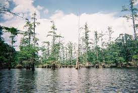 The Jackson Purchase And Western Pennyrile Are Home To Several Bald Cypresstupelo Swamps Kentucky Travel Vacation Days Day Trips