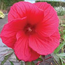 Jim, bob, and dave fleming spent decades breeding plants at their nursery in lincoln, nebraska. Hibiscus Fireball Van Meuwen