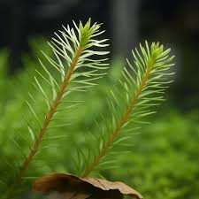 Image result for Rotala gossweileri
