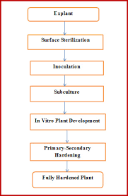 Dmgh Lesson 26 Plant Tissue Culture Basic Process And