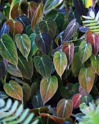 Black Gold Philodendron Philodendron Melanochrysum A Fitting Plant For These Current Rainy Days Over Here In New Englan Plants Cool Plants Philodendron Plant