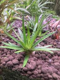 Image result for Eriocaulon truncatum