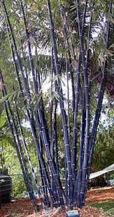 Black Bamboo Plants For Sale Gigantochloa Atroviolacea Bamboo Landscape Plants Growing Bamboo