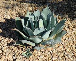 How To Transplant Artichoke Cactus Pups Desert Garden Plants Garden
