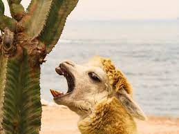 Dromedary camel eating a prickly pear cactus segment (above). How Do Animals Eat Cactus Do Desert Animals Eat Cactus