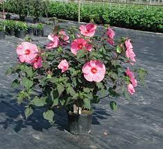 Hawaiian hibiscus are seven species of hibiscus native to hawaii.the yellow hibiscus is hawaii's state flower. Rose Mallow Brandy Punch Pink Hibiscus Flower Rozanne