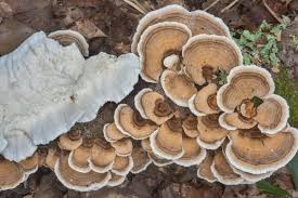 Image result for Tricliceras hirsutum