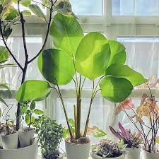 Calathea Lutea House Plants Decor Plants Plant Decor
