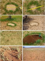 Image result for Limeum argute-carinatum