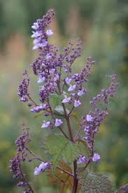 Image result for Plectranthus fruticosus