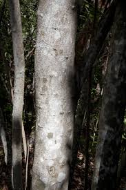 Maybe you would like to learn more about one of these? Wild Lime Tree Trunk Clippix Etc Educational Photos For Students And Teachers