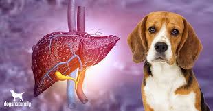 If your dog has symptoms of liver dysfunction, cancer may be suspected as the cause, based on age and the elimination of other factors. How To Spot The Early Signs Of Liver Disease In Dogs Dogs Naturally