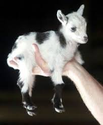 Micro Mini Pygmy Goat Cute Animals Baby Animals Animals