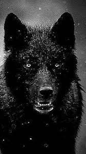 Hd wallpapers and background images. New Smartphone Wallpaper Angry Black Wolf Wallpaper