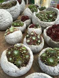 Hauswurz Sukkulenten In Betonkugeln Gepflanzt Sukkulentent Succulents Pflanzen Betonkugeln Hauswurz Pflanzen