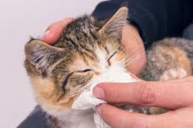 There are several causes of flea and tick medicine poisoning in cats. Why Is My Cat Sneezing Bluepearl Pet Hospital