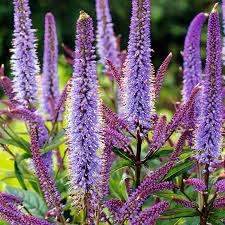 One of the most basic is to choose the right the plants most likely to attract butterflies in your area will often be native to your area which also means they rue is a great perennial host plant for black swallowtails and giant swallowtails. Top 12 Perennials For Butterflies Bulb Blog Gardening Tips And Tricks Learn Planting Techniques Bulbs And Perennial Information