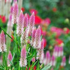 Pin On Cleaning Tips