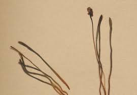 Image result for Dryopteris schizopaleata