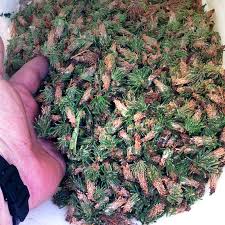 Leyland cypresses (x cupressocyparis leylandii) are sterile hybrids of alaskan cedars (chamaecyparis nootkatensis) and monterey cypresses (cupressus macrocarpa). My Cedar Trees Are Loaded With Bagworms How Can I Control Them