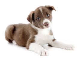 1 Border Collie Puppies For Sale In San Francisco Ca