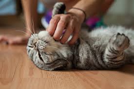 Cats can have strokes, but they are a bit different than strokes in humans, even dogs. Why Do Cats Grab You When You Stroke Their Tummy Why Do Cats Cats Guide Omlet Uk