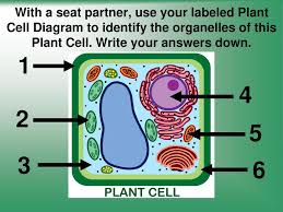 Maybe you would like to learn more about one of these? Cells Structure And Function Ppt Video Online Download
