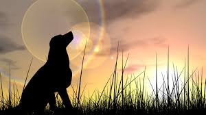 Department of animal services statistics. God S Dogs Rescue Rescuing God S Lost Dogs Since 1995
