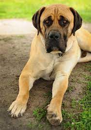 South african boerboels are average sheders. Boerboel Dog Breed Information Center For The South African Boerboel