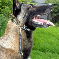 How to fit a dog collar properly. Leerburg Dog Training How To Fit A Prong Collar