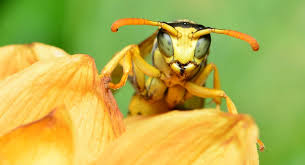 How Long Do Wasps Live? | Pest Defence