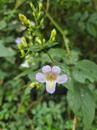 Image result for Mimulopsis