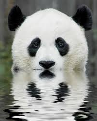Yep That S Me In It Up To My Eyeballs Cute Animals Panda Bear Animals Beautiful