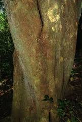 Image result for Scolopia mundii