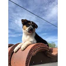 Dude is a 3 yrs old, 45 lbs, sweet, gentle dog who is very attentive to his people. Australian Shepherd And Blue Heeler Mixed Puppies For Sale In Phoenix Arizona Puppies For Sale Near Me