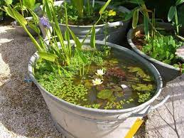 Dieser pinnwand folgen 118 nutzer auf pinterest. Zinkwanne Als Miniteich Mit Zwergseerosen Lovely Pour Water Garten Bepflanzung Miniteich