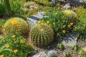 Los cactus son esas plantas espinosas pertenecientes a la familia de las suculentas. 7 Tipos De Cactus Mexicanos Para Conocer Ondacactus Com