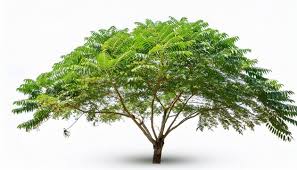 Image result for Azadirachta