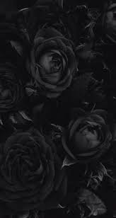 Black And White Plants Wallpaper New Plants Wallpaper Iphone Black Ideas Black Roses Wallpaper Black Rose Rose Wallpaper