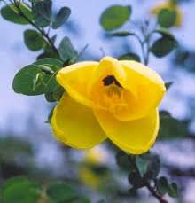 Image result for Bauhinia tomentosa