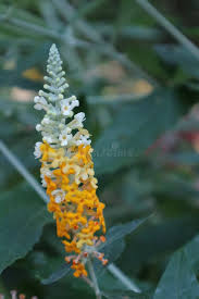 Image result for Buddleja asiatica
